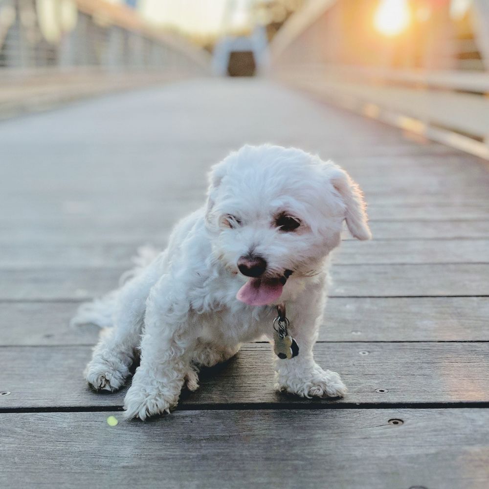 Meet your Posher, Amber